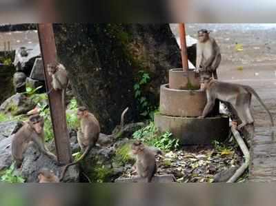 ಮಂಗನ ಕಾಯಿಲೆ ನಿಯಂತ್ರಣ ವೈಫಲ್ಯ: ಶಿವಮೊಗ್ಗ ಡಿಎಚ್‌ಒ, ಉಪನಿರ್ದೇಶಕ ಅಮಾನತು