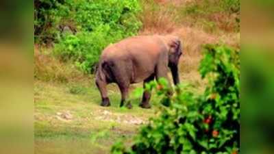 ಕಂದಕದಲ್ಲಿ ಕಾಲು ಮುರಿದುಕೊಂಡ ಆನೆ