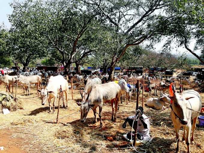 ತ್ಯಾಮಗೊಂಡ್ಲು