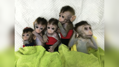चीनी वैज्ञानिकों ने बनाया बंदरों का क्लोन, यह है प्लान