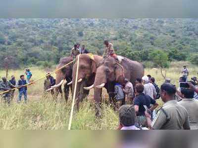 கும்கி யானைகள் உதவியுடன் காட்டுயானை சின்னதம்பி பிடிபட்டது