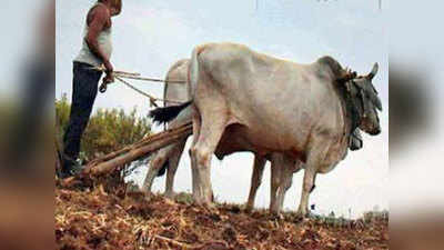 maharashtra drought : दुष्काळग्रस्त शेतकऱ्यांना दोन हफ्त्यांत भरपाई