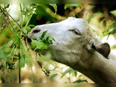 ಮಕ್ಕಳ ಕಥೆ: ಮೇಕೆ ಮತ್ತು ಕೋಳಿ ಹಿಂಡು