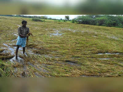 రైతులకు అపార నష్టం మిగిల్చిన అకాల వర్షం!