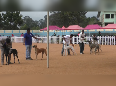 ராஜபாளையம் முதல் டாபர்மேன் வரை; குன்னூரை குலுங்க வைத்த நாய்கள் கண்காட்சி!