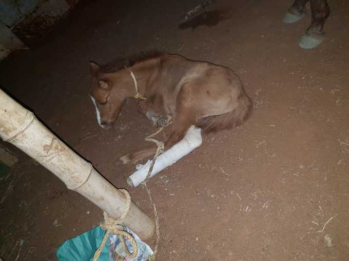 Baby Horse