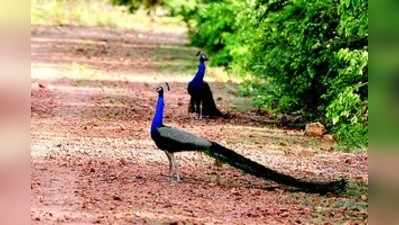 ಬೀಳಗಿ ತಾಲೂಕಲ್ಲಿ ವಯ್ಯಾರಿ ನಾಟ್ಯ ಮಯೂರಿ