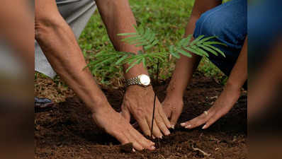 यूपी: इस साल 22 करोड़ पौधे लगाने के लक्ष्य, ग्राम प्रधान बनेंगे ट्री गार्जियन