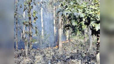 अकोला:  गुस्साए आदिवासियों ने फूंका 1,200 हेक्टेयर जंगल, विस्थापन से नाराज