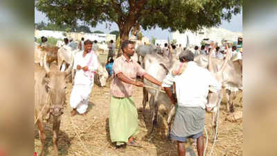 महाराष्ट्र: 75 पर्सेंट डिस्काउंट पर भी नहीं बिक रहे जानवर