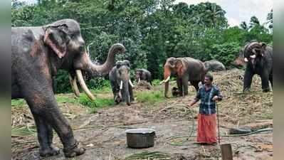 இன்றுடன் நிறைவடைகிறது யானைகள் நலவாழ்வு முகாம்!