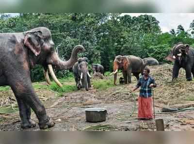 இன்றுடன் நிறைவடைகிறது யானைகள் நலவாழ்வு முகாம்!