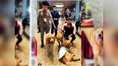 मुंबई: एयरपोर्ट पर स्ट्रेस के दौरान थेरपी देने वाले 3 फेमस गोल्डन रिट्रीवर डॉग्स किडनैप
