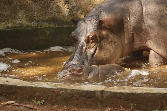 ಅಮ್ಮನ ಜತೆ ನೀರಾಟ