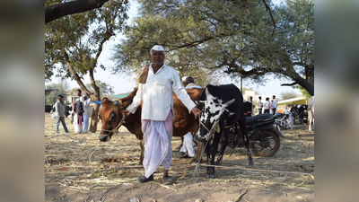 मध्‍य प्रदेश: गोशाला के लिए गाय टैक्‍स लगाने पर विचार कर रही कमलनाथ सरकार