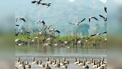 प्रवासी पक्षियों का नया ठिकाना बना उज्जैन, स्थानीय पक्षियों से ज्यादा संख्या