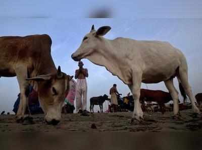 ഗോമാംസം കയ്യിൽ വെച്ചതിന് അഞ്ച് പേർ പിടിയിൽ; മൂന്ന് ചൈനക്കാരും