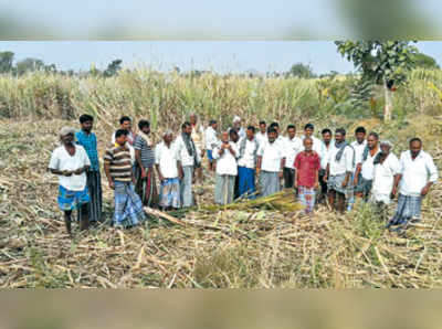 ಕಬ್ಬು ಬೆಳೆದು ಕೆರೆ ಅತಿಕ್ರಮಣ: ಪ್ರತಿಭಟನೆ