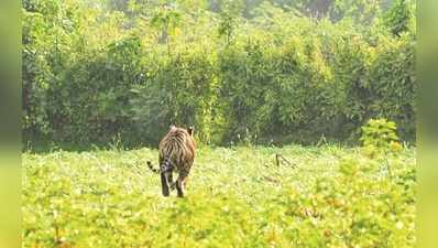 ಪತ್ತೆಯಾಗದ ಹುಲಿ: ಮುಂದುವರಿದ ಕಾರ್ಯಾಚರಣೆ