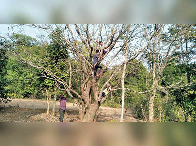 ಮರ ಹತ್ತಿದರೆ ಮಾತ್ರ ಮೊಬೈಲ್‌ ನೆಟ್‌ವರ್ಕ್‌!