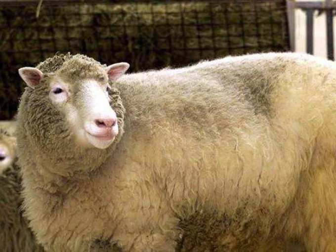 ​संक्रमित भेड़ और खरगोश के दिमाग का टीका