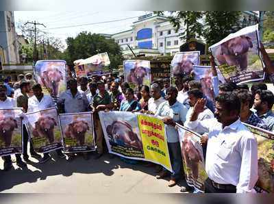 அதிகரிக்கிறது ’சின்னத்தம்பியை காப்பாற்றுங்கள்...’ முழக்கம்