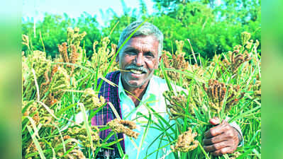 ತುಂಡು ಭೂಮಿಯಲ್ಲಿ ಹಿಂಡು ಕೃಷಿ