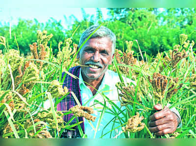 ತುಂಡು ಭೂಮಿಯಲ್ಲಿ ಹಿಂಡು ಕೃಷಿ