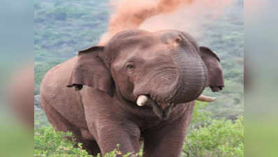 कोर्ट ने खारिज की पीआईएल, जंगलों में रहेगा हाथी चिन्ना थाम्बी