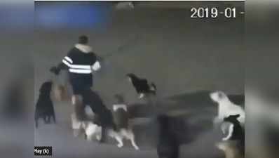 कुत्तों ने किया महिला का पीछा, गिराया और फिर नोंच खाया, विडियो आया सामने