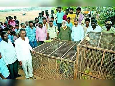 ಗುಡಿಕಟ್ಟಿಯಲ್ಲಿ ಬೀಡು ಬಿಟ್ಟಿದ್ದ ಕಿಲ್ಲರ್‌ ಮಂಗಗಳ ಸೆರೆ