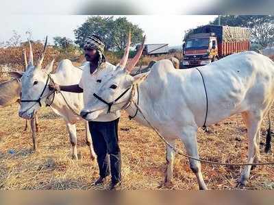 ಸಾಮಾಜಿಕ ಜಾಲ ತಾಣಗಳಲ್ಲಿ ಬೆಟ್ಟ ಚಾರಣ ಮಾಡಿದ ಜೋಡೆತ್ತುಗಳದ್ದೇ ಹವಾ!