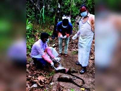 ಮಂಗಗಳ ಸಾವು, ಜನರಲ್ಲಿ ಆತಂಕ