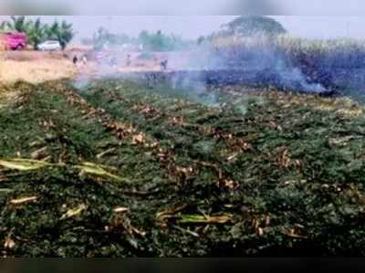 ಆಕಸ್ಮಿಕ ಬೆಂಕಿಗೆ 3 ಎಕರೆ ಕಬ್ಬು ಬೆಳೆ ನಾಶ