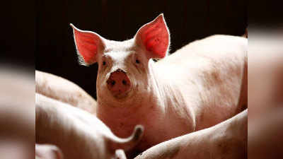 चीन में लौटा अफ्रीकी स्वाइन फीवर, अबतक 10 लाख से अधिक सूअरों की मौत