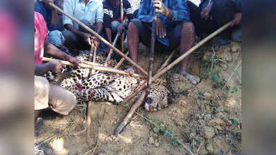 प्रतापगढ़ में ग्रामीणों ने तेंदुए को लाठियों से पीटकर मार डाला