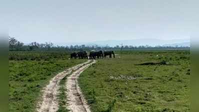 हत्तीच्या कचाट्यात सापडलो!