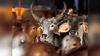 मुजफ्फरनगर: 2 दिन के अंदर 100 गायों की मौत से हड़कंप, जांच का आदेश