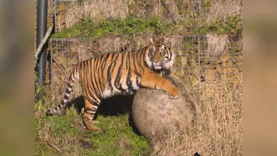 मेटिंग के लिए बाघ के बाड़े में लाई गई बाघिन, बाघ ने कर दी हत्या