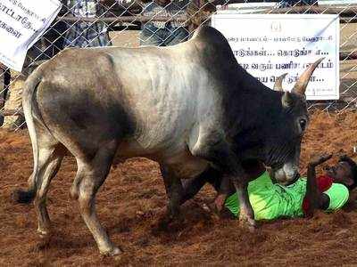 Jallikattu: நத்தம் ஜல்லிக்கட்டு போட்டியின் போது 10 பேர் படுகாயம்!