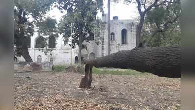 ಜಿಲ್ಲಾಧಿಕಾರಿ ಮನೆ ಆವರಣದಲ್ಲೇ ಶ್ರೀಗಂಧ ಗಿಡ ಕಳ್ಳತನ