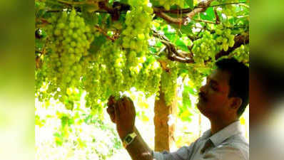 Junnar grape festival: यहां मिलेगा अंगूर के बागानों में घूमने और वाइन चखने का भरपूर मजा