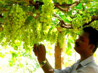 Junnar grape festival: यहां मिलेगा अंगूर के बागानों में घूमने और वाइन चखने का भरपूर मजा