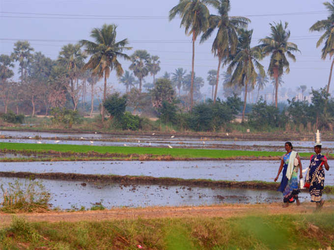 भारत में कृषि भूमि अधिक, जंगल कम