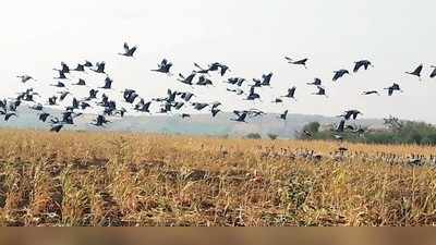 ಕೊರಕಂಚಿಯಿಂದ ಕ್ಲೀನ್‌ಸ್ವೀಪ್‌: ಹಕ್ಕಿ ದಾಳಿ, ಕಾಳು ಖಾಲಿ, ರೈತ ದಿವಾಳಿ