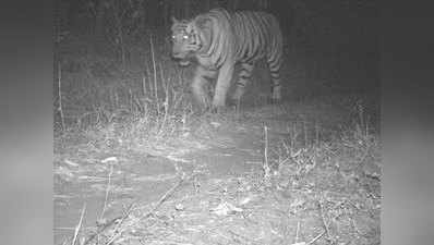 गुजरात सरकार ने की टीचर के दावे की पुष्टि, 30 साल बाद मिले बाघ की मौजूदगी के सबूत