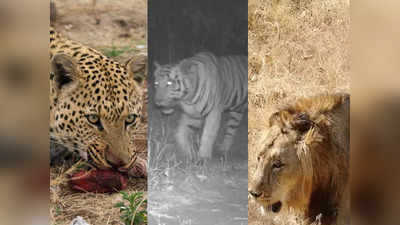 गुजरात में पूरा हुआ बिग कैट परिवार: बाघ, शेर और तेंदुए के घर वाला पहला राज्य
