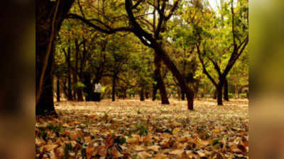 लखनऊः LDA ने काटे हजारों पेड़, जमा करने होंगे 5 करोड़ रुपये