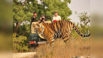 Satpura National Park: यहां हैं जानवरों और पौधों की दुर्लभ प्रजाति, जानें टाइमिंग से लेकर जाने का रास्ता