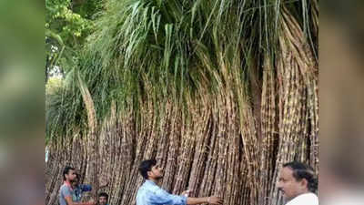 कोल्हापूरः एफआरपीने साखरेची कोंडी